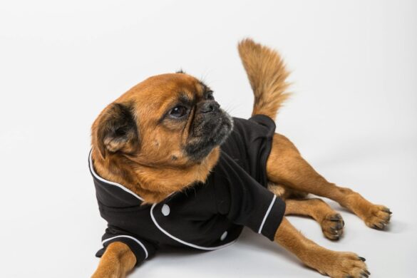 the-top-10-dog-breeds-for-families-reporter-dispatch